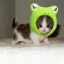 Cat Lovers